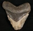 Bargain Megalodon Shark Tooth #7464-1